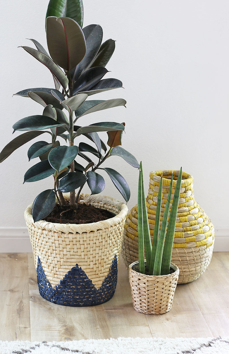 tips for repotting houseplants