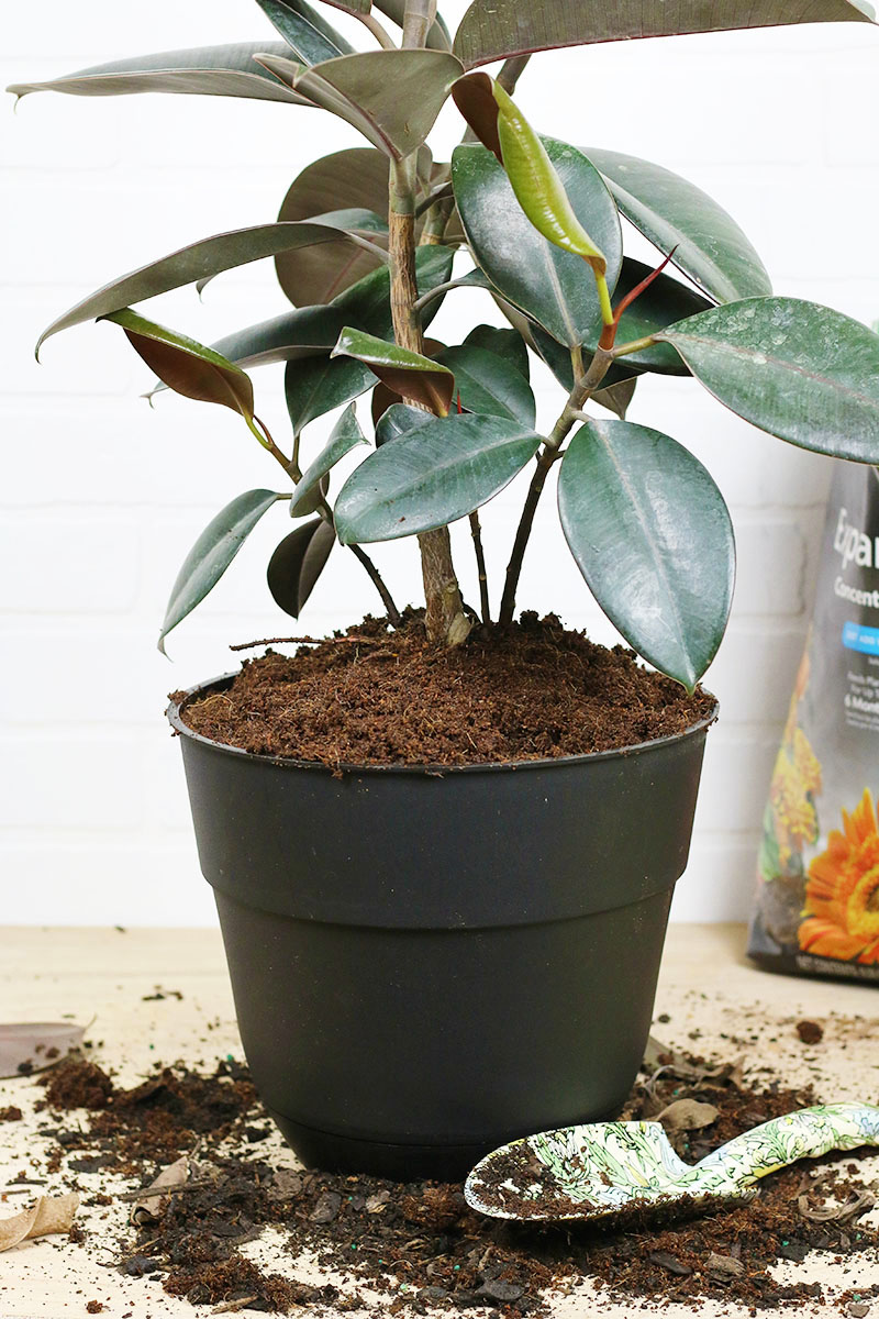 how to repot plants